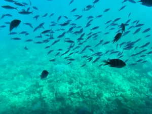 رحلة الغواصة بانوراما في مكادي | Panorama Submarine in Makadi
