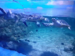 جراند اكواريوم الغردقة | Grand Aquarium