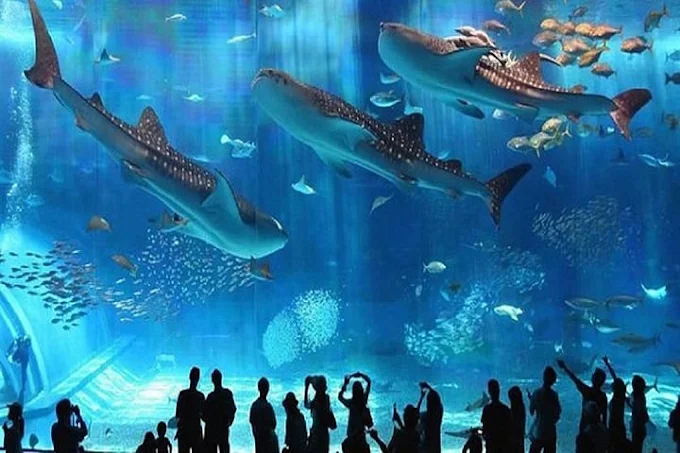 جراند اكواريوم الغردقة | Grand Aquarium