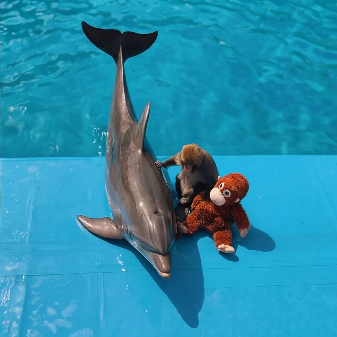 عروض الدولفين في الغردقة | Dolphin Show Hurghada