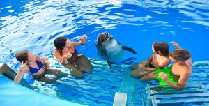 عروض الدولفين في الغردقة | Dolphin Show Hurghada