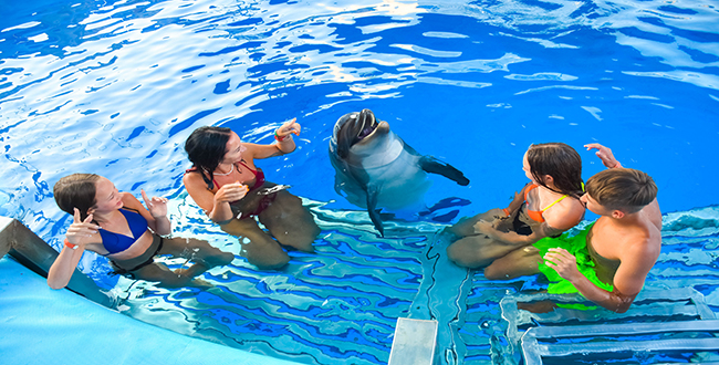 عروض الدولفين في الغردقة | Dolphin Show Hurghada