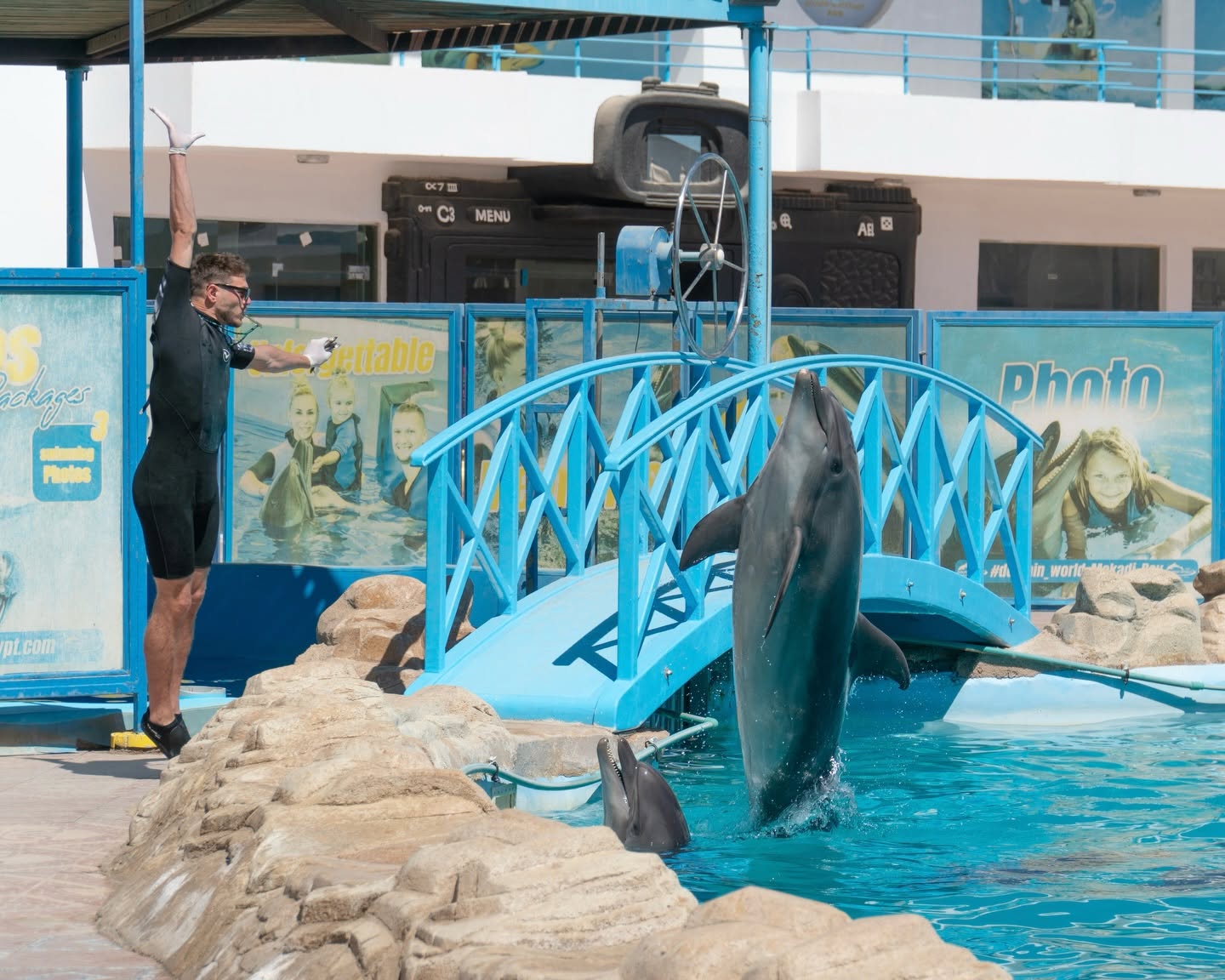 Dolphin Show Hurghada