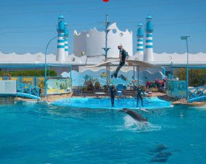 عروض الدولفين في الغردقة | Dolphin Show Hurghada