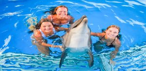 عروض الدولفين في الغردقة | Dolphin Show Hurghada