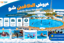 عروض الدولفين في الغردقة | Dolphin Show Hurghada