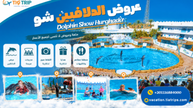 عروض الدولفين في الغردقة | Dolphin Show Hurghada