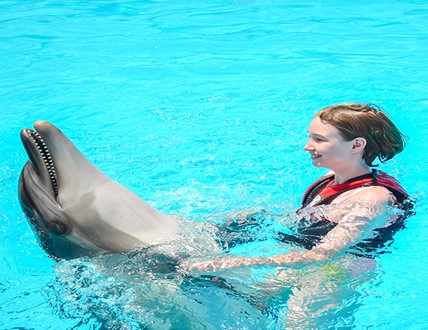 عروض الدولفين في الغردقة | Dolphin Show Hurghada