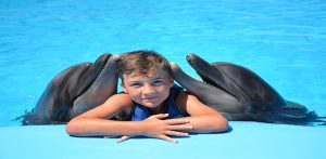 عروض الدولفين في الغردقة | Dolphin Show Hurghada