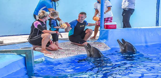 عروض الدولفين في الغردقة | Dolphin Show Hurghada