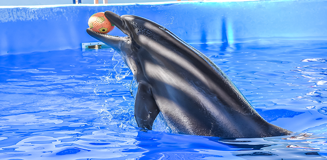 عروض الدولفين في الغردقة | Dolphin Show Hurghada