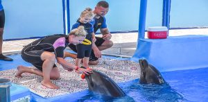 عروض الدولفين في الغردقة | Dolphin Show Hurghada
