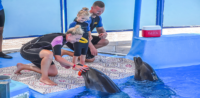 عروض الدولفين في الغردقة | Dolphin Show Hurghada