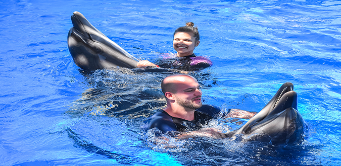 عروض الدولفين في الغردقة | Dolphin Show Hurghada