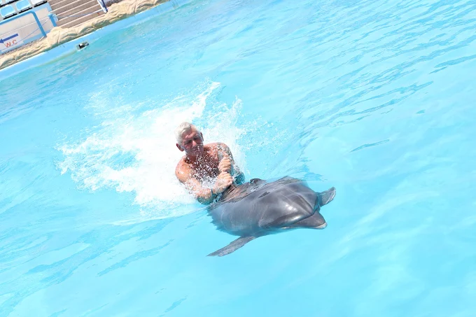 عروض الدولفين في الغردقة | Dolphin Show Hurghada