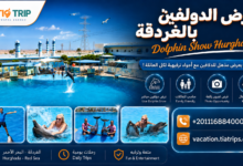 عروض الدولفين في الغردقة | Dolphin Show Hurghada