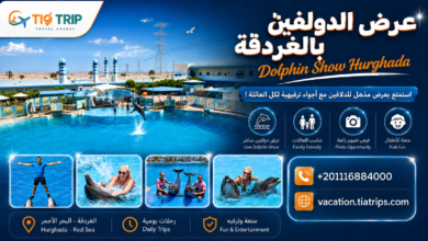 عروض الدولفين في الغردقة | Dolphin Show Hurghada
