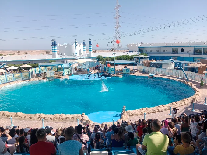 عروض الدولفين في الغردقة | Dolphin Show Hurghada