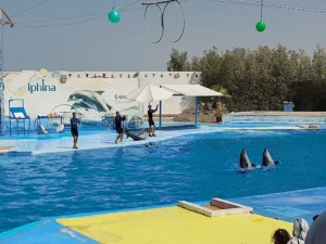 عروض الدولفين في الغردقة | Dolphin Show Hurghada