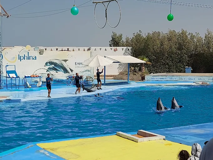 عروض الدولفين في الغردقة | Dolphin Show Hurghada
