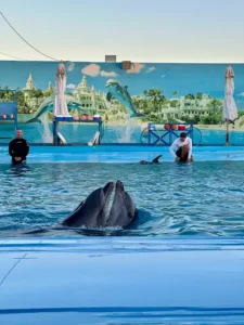 عروض الدولفين في الغردقة | Dolphin Show Hurghada