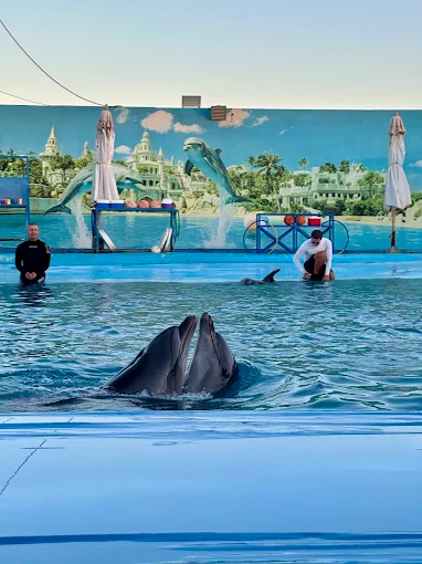 عروض الدولفين في الغردقة | Dolphin Show Hurghada