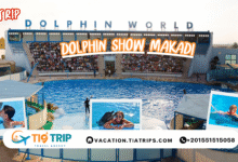 عروض الدولفين في الغردقة – Dolphin Show Hurghada