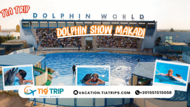 عروض الدولفين في الغردقة – Dolphin Show Hurghada