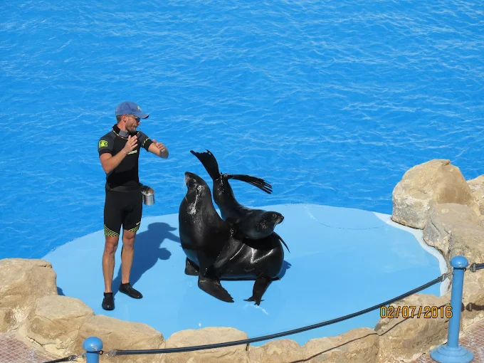 عروض الدولفين في الغردقة | Dolphin Show Hurghada