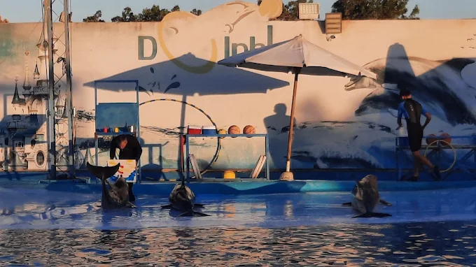 عروض الدولفين في الغردقة | Dolphin Show Hurghada