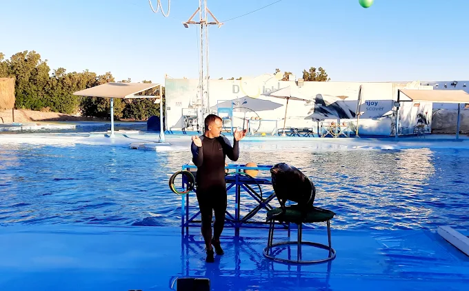 عروض الدولفين في الغردقة | Dolphin Show Hurghada