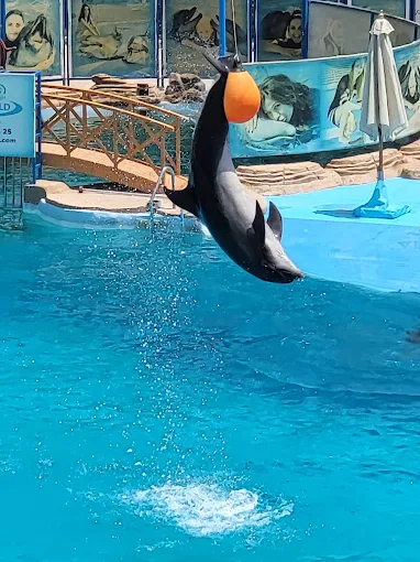عروض الدولفين في الغردقة | Dolphin Show Hurghada