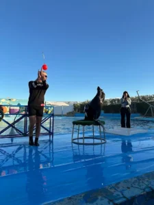 عروض الدولفين في الغردقة | Dolphin Show Hurghada