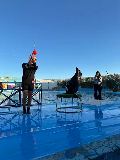 عروض الدولفين في الغردقة | Dolphin Show Hurghada