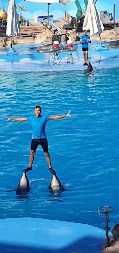 عروض الدولفين في الغردقة | Dolphin Show Hurghada