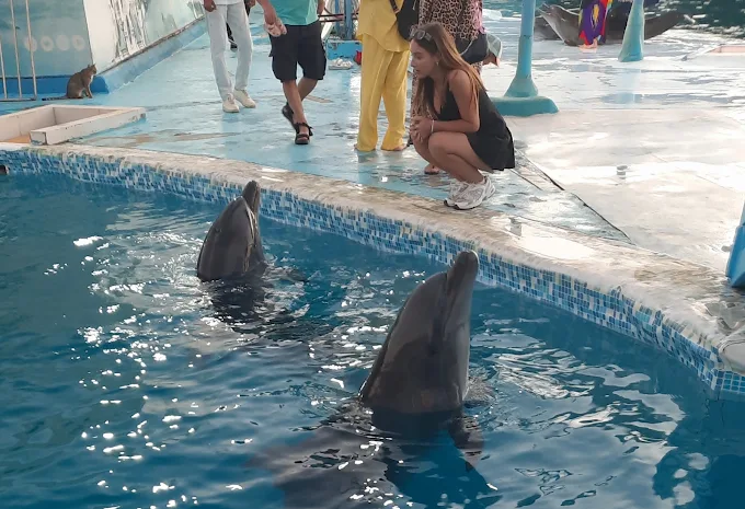 عروض الدولفين في الغردقة | Dolphin Show Hurghada