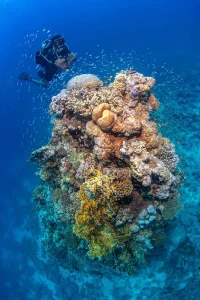 رحلة الدايفينج في الغردقة | Diving in Hurghada