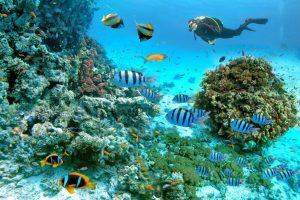 رحلة الدايفينج في الغردقة | Diving in Hurghada