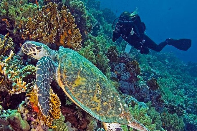 رحلة الدايفينج في الغردقة | Diving in Hurghada