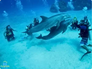 رحلة الدايفينج في الغردقة | Diving in Hurghada