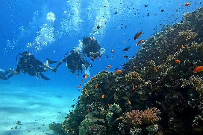 رحلة الدايفينج في الغردقة | Diving in Hurghada