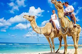 ركوب الخيل في الغردقة | Horse Riding in Hurghada رحلة ركوب الخيل في الغردقة | Horse Riding in Hurghada