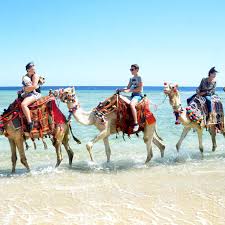 ركوب الخيل في الغردقة | Horse Riding in Hurghada رحلة ركوب الخيل في الغردقة | Horse Riding in Hurghada